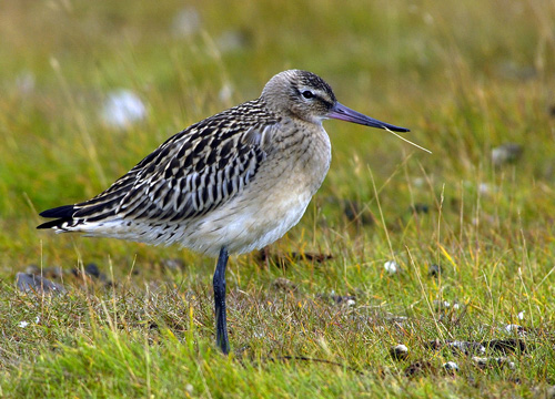 ����� ����������